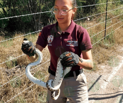 Bomberos capturan una enorme serpiente en Frontera