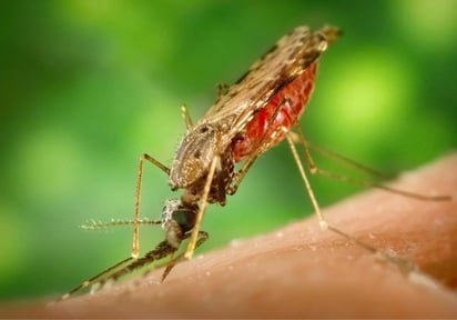 Un anticuerpo monoclonal contra la malaria logra una eficacia del 80%