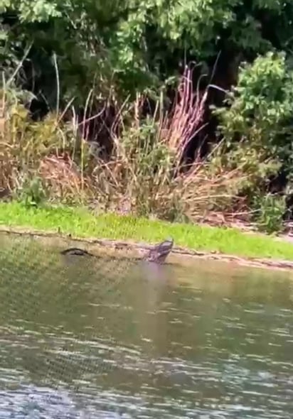 Cocodrilo emite gruñidos de apareamiento en río Bravo 