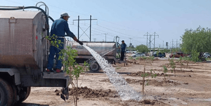 Las cuadrillas del Ayuntamiento de Torreón están buscando lugares adecuados para llevar a cabo tareas de reforestación utilizando métodos inteligentes