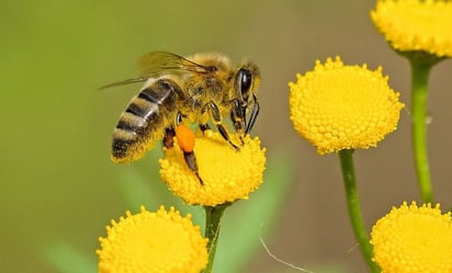 Hombre muere por ataque de abejas en Mazatlán, Sinaloa