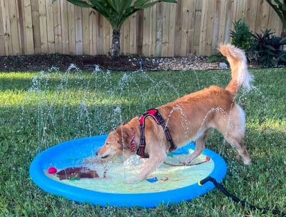 En medio del intenso calor, la encargada de bienestar animal de Acuña insta a brindar agua fresca y sombra a las mascotas