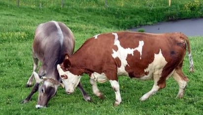 Niño de 7 años es golpeado en la cabeza por una vaca en Tamazula, Durango