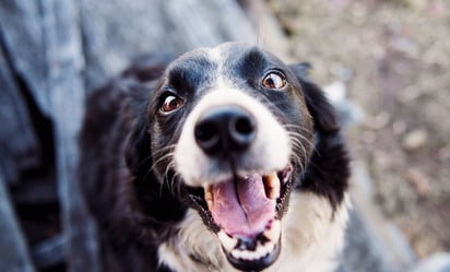 ¿Para qué sirven los bigotes de los perros?