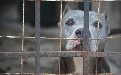 La exposición al calor es un tipo de maltrato animal