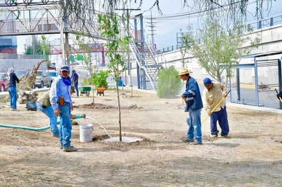 Forestación; de los servicios más solicitados en Monclova