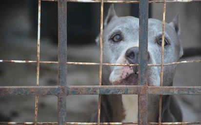 La exposición al calor es  un tipo de maltrato animal