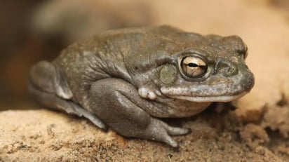 El veneno de sapo psicodélico se muestra prometedor para un nuevo tratamiento para la depresión