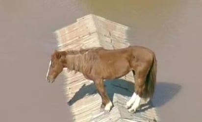 VIDEO: Caballo queda atrapado en el techo de una casa, en medio de las inundaciones en Brasil