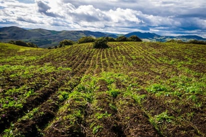 El sector agropecuario del norte de Coahuila se ve afectado por las lluvias recientes en la sierra de Acuña