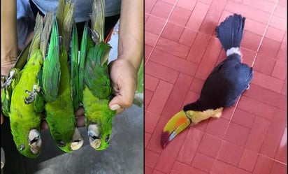 Aves caen muertas por calor extremo en la Huasteca Potosina