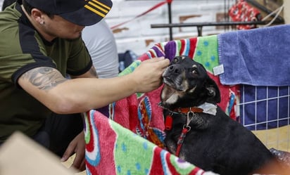 Luchan por salvar animales atrapados por inundaciones al sur de Brasil