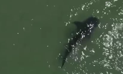 Avistamiento de tiburón ballena en Bahía de Kino, Sonora