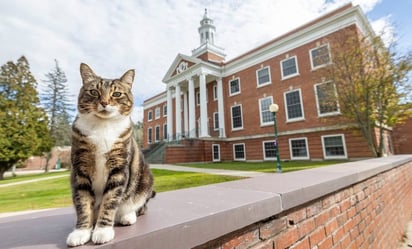 Universidad de EU da doctorado honoris causa a michi 'Max' por 'litter-ature'