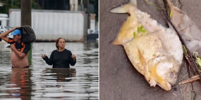 Aparecieron pirañas en las calles de Porto Alegre por las inundaciones