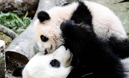 Últimos pandas que viven en EU regresarán a China a finales de este año