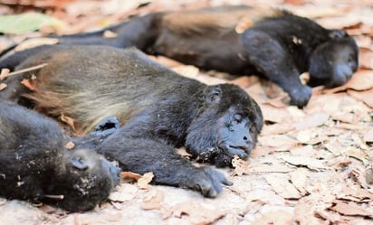 Mueren al menos 10 monos aulladores por calor intenso en Tabasco