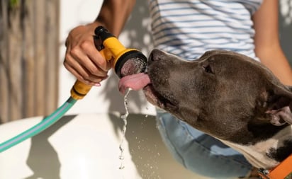 Cómo saber si mi perro sufre de golpe de calor: estas son las señales