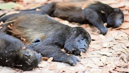 Semarnat emprende acciones para determinar la muerte de primates en Tabasco y Chiapas