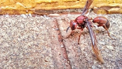 Avispón asesino asiático amenaza a Europa, y tiene presencia en EU