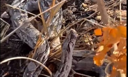 Jóvenes dan agua a sedienta boa en Yucatán