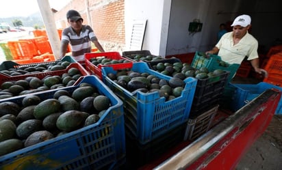 FGR investiga robo de 40 toneladas de aguacate en Michoacán