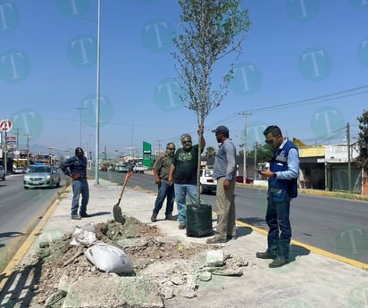 Forestación planta 40 árboles en Bulevar San José de Monclova 