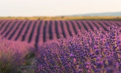 La infusión a base de una tradicional flor que combate la depresión y ansiedad