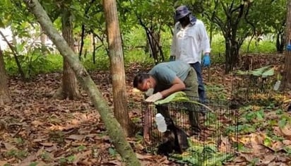 Rescatan y reubican a monos saraguatos, tras sufrir deshidratación por ola de calor en Tabasco