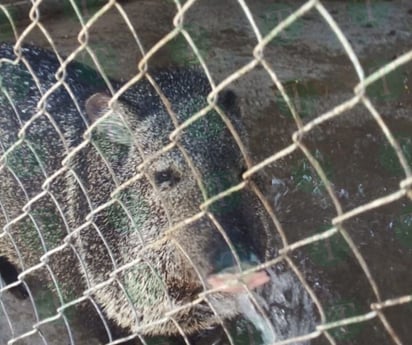 Personal del Zoológico Municipal refuerzan cuidados en animales para evitar golpes de calor