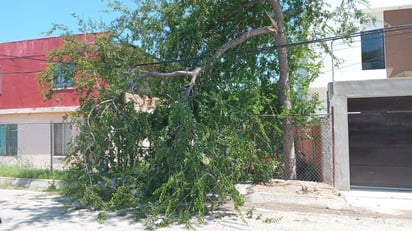 Después de la tormenta: Jornada de limpieza intensa en las calles