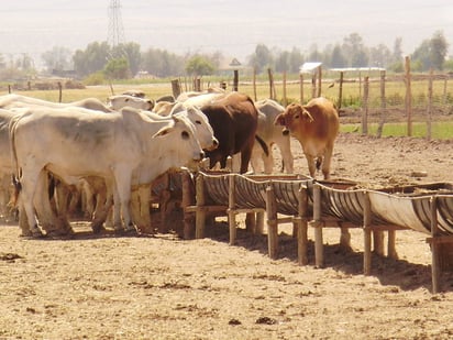 Ganadería en el norte: Hay estabilidad ante la sequía en la región 