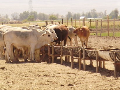 Ganadería en el norte: Hay estabilidad ante la sequía en la región