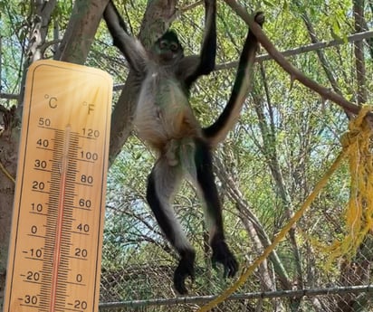 Monitos con cuidados extremos por ola de calor 