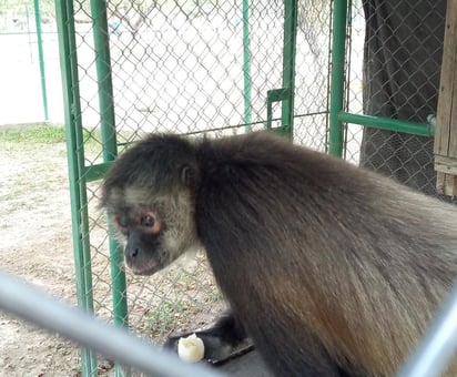 Monitos sometidos  a cuidados extremos por ola de calor