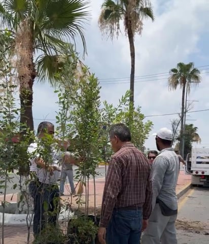 Forestación Municipal donó más de 50 árboles para los monclovenses 