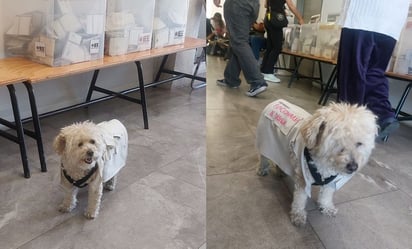 Daisy, la perrita funcionaria de casilla que vigila las urnas en la jornada electoral