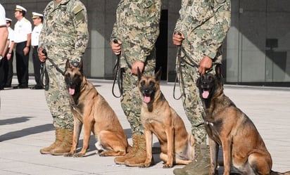 Rinden homenaje a los héroes de cuatro patas: Eden, Enry y Eska, jubilados del servicio activo de la homena