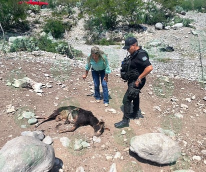 Municipio asegura que felino atacó a animales en el Potrero