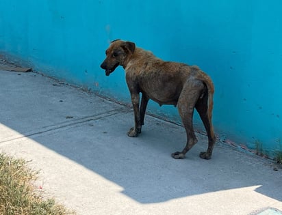 Sarna y pulgas afectan a la mayoría de los animales callejeros en Monclova