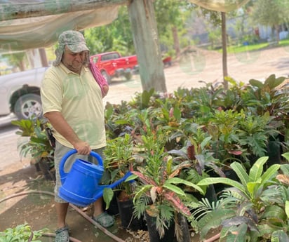 Clima sofocante de Monclova puede ser abatido con árboles