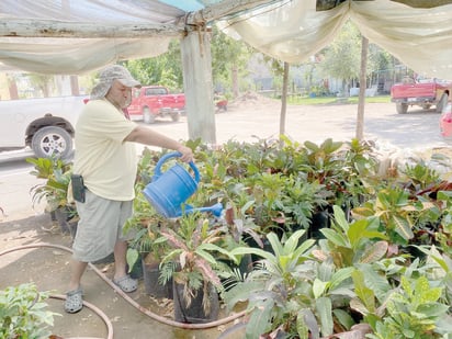 Clima sofocante en Monclova puede ser abatido con árboles