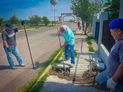 Ante el calor extremo, se sembraron 500 árboles en las calles del municipio de Progreso