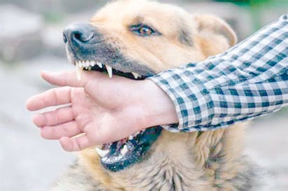 Calor y altas temperaturas aumentan ataques de perros