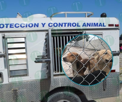 Factores detrás de la agresión en perros: salud, estrés y crianza