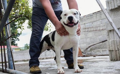 El calor intenso y su influencia en la conducta de los animales