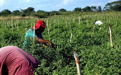 El ganado se 'asfixia' por falta de agua a raíz de sequía 