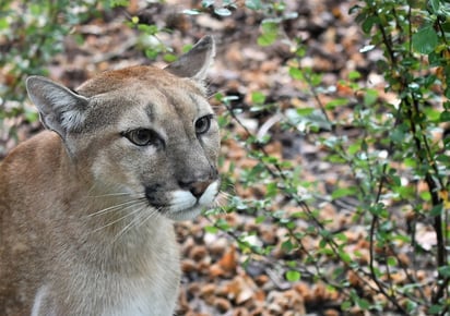 Autoridades aseguran estar preparados para capturar a puma en el sector sur