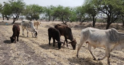 Sector agrícola y ganadero pierde 60% en ganancias por la sequía