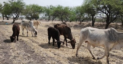 Sequía y altas temperaturas afectan severamente el campo en Coahuila